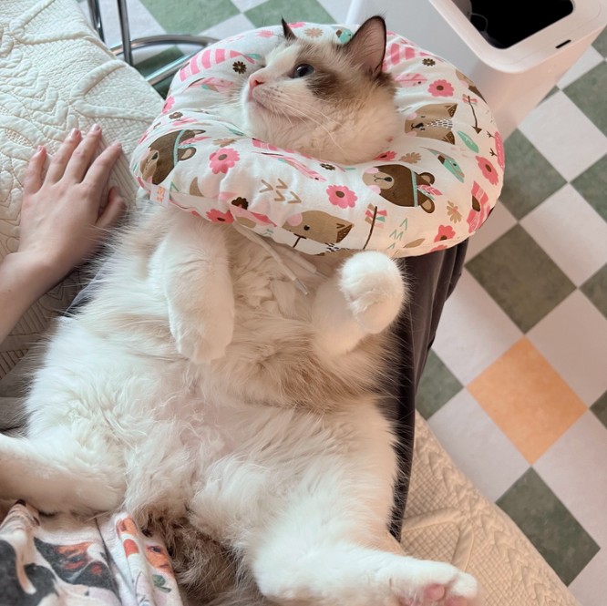 迷之呆梨 - 05月fantia会员订阅合集